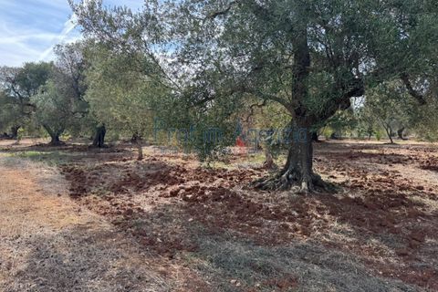 Helårsgrund i Carovigno, Brindisi, Carovigno - € 68.000 | Ref: 122778 - foto 8